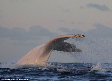 Tìm thấy cá voi lưng gù cực hiếm ở Australia hình 1